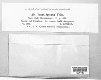 Irpex lacteus image